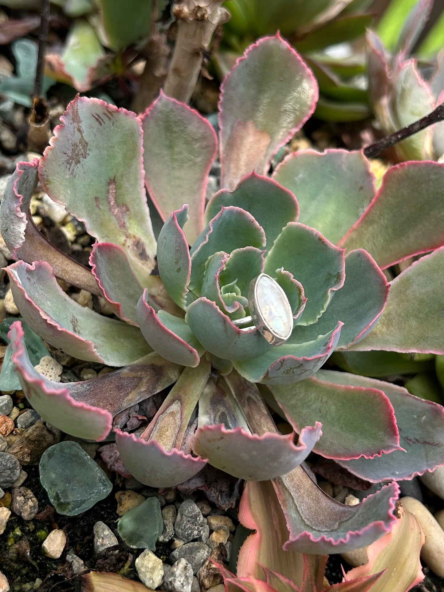 Moonstone Marquise Sterling Silver Ring