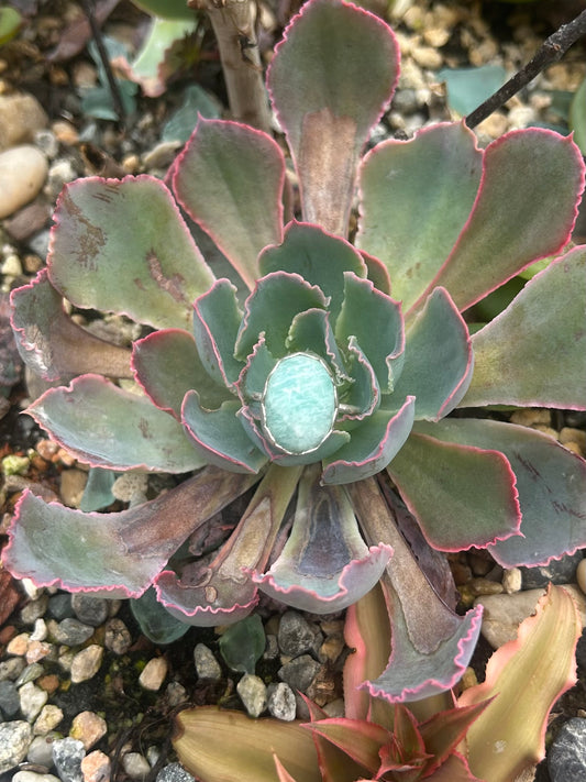Amazonite Sterling Silver Ring